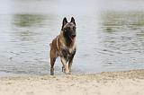 MALINOIS 462